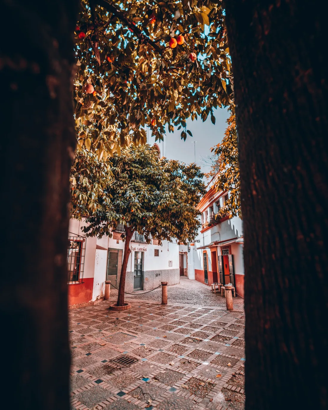 Una plaza pequeña del centro con naranjos, vista desde la sombra de un zaguán